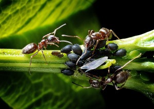 Ameisen, Ameisen halten Blattläuse, Ameisen umsiedeln, Ameisenplage, Nematoden gegen Ameisen, SF-Nematoden ausbringen, Aquanemix ants-1271768_1280_Bild von Jerzy auf Pixabay