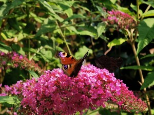 Invasive Pflanzen, Unionsliste, Liste verbotener Pflanzen, Riesenbärenklau, Sommerflieder, Kirschlorbeer, Götterbaum, welche gesundheitliche Schäden durch invasive Pflanzen, Kennzeichen invasiver Arten Sommerflieder mit Schmetterling
