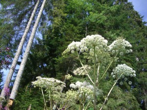 Invasive Pflanzen, Unionsliste, Liste verbotener Pflanzen, Riesenbärenklau, Sommerflieder, Kirschlorbeer, Götterbaum, welche gesundheitliche Schäden durch invasive Pflanzen, Kennzeichen invasiver Arten giant-hogweed-245741_1280_erge auf Pixabay
