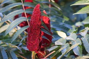 Invasive Pflanzen, Unionsliste, Liste verbotener Pflanzen, Riesenbärenklau, Sommerflieder, Kirschlorbeer, Essigbaum, Götterbaum, welche gesundheitliche Schäden durch invasive Pflanzen, Kennzeichen invasiver Arten rhus-5561201_1280_Manfred Richter auf Pixabay