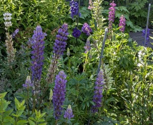 Invasive Pflanzen, Unionsliste, Liste verbotener Pflanzen, Riesenbärenklau, Sommerflieder, Kirschlorbeer, Götterbaum, welche gesundheitliche Schäden durch invasive Pflanzen, Lupinen, Kennzeichen invasiver Arten Lupine Sonne nah 1_quer