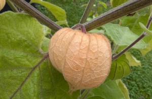 Physalis anbauen, Kapstachelbeere anbauen, Andenbeere anbauen, Physalis pflanzen, Physalis vorziehen, Physalis Standort, Wann Physalis ernten, Wie pflegt man Physalis richtig, Physalis selbst anbauen Schritt für Schritt, Physalis im Garten, Kapstachelbeere züchten Physalis-Foto-Schonschek (1)_Ausschnitt_kl