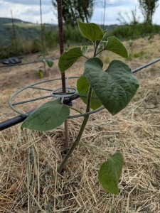 Physalis anbauen, Kapstachelbeere anbauen, Andenbeere anbauen, Physalis pflanzen, Physalis vorziehen, Physalis Standort, Wann Physalis ernten, Wie pflegt man Physalis richtig, Physalis selbst anbauen Schritt für Schritt, Physalis im Garten, Kapstachelbeere züchten Physalis-Jungpflanze-Foto-Schonschek
