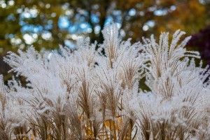 Garten winterfest machen, Rückschnitt im Herbst, Gartenmöbel winterfest machen, Gartengeräte nach der SaisonKübelpflanzen überwintern, Rasen düngen im Herbst, Schädlingskontrolle vor dem Winterquartier, Laub im Herbst Foto: Elmer L. Geissler auf Pixabay