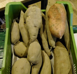 Yakon anbauen, Yakon zubereiten Yacon, Yakon Geschmack, Yakon Inhaltsstoffe, Yakon vermehren, Süßkartoffel , Oka anbauen, Oka zubereiten, Yams, Oka Geschmack, Oka Inhaltsstoffe, Oka vermehren Exif JPEG