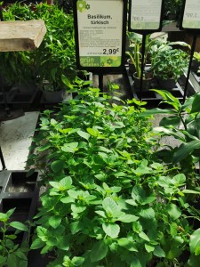 Pflege Basilikum im Topf, Gießfehler Basilikum, Staunässe bei Basilikum, gelbe Blätter bei Basilikum, Basilikum im Freiland, Basilikum aussäen, Basilikum richtig aufbewahren, Verwendung in der Küche, Stecklinge von Basilikum, Basilikum richtig ernten, Basilikum vereinzeln, geeigneter Standort Basilikum Ocimum basilicum var. minimum