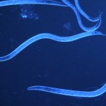 Nematode: Steinernema feltiae