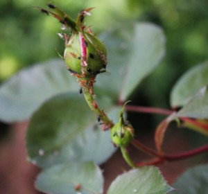 Blattläuse mögen junge Knospen und Triebspitzen