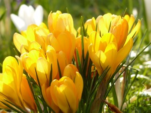 crocus-100157_1920_pixabay