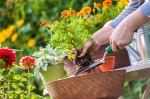 Kübelpflanzen eintopfen, Pflege von Balkonblumen, Erde für Kübelpflanzen