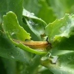 Schnecken im Gemüsebeet, Schnecke im Salat