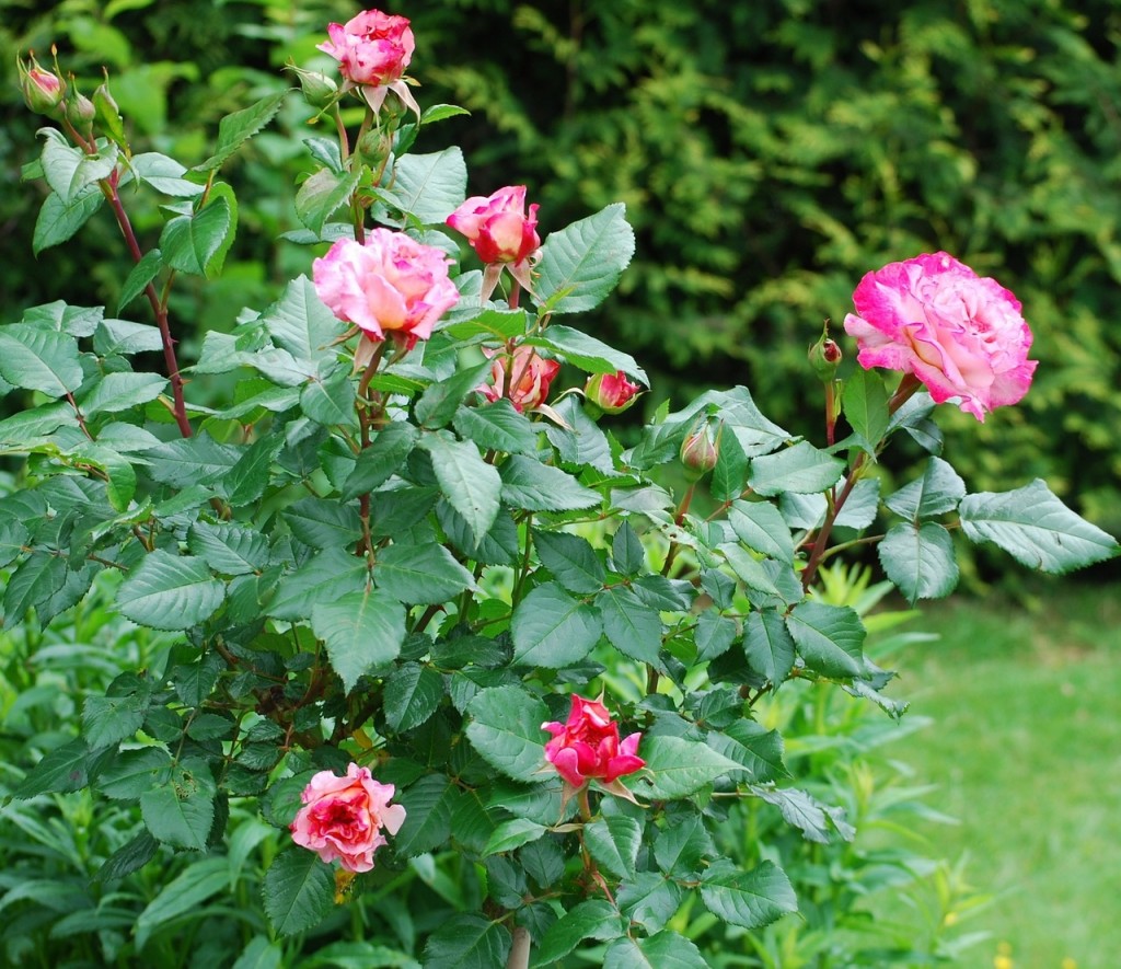 Schädlinge auf Rosen, Pflanzenstärkung bei Rosen, Sternenruß, Rosenpflege