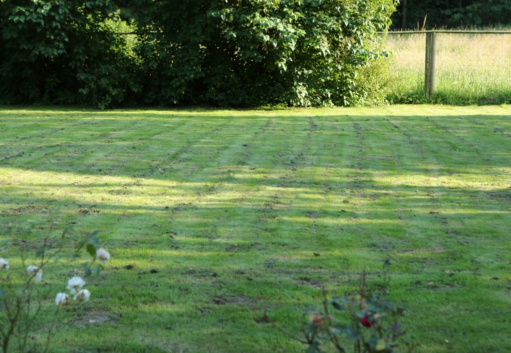 Wer mit Mulchmähern mäht, muss im Sommer oft zwei Mal wöchentlich ran. Bleibt Rasenschnitt sichtbar liegen, war das Gras zu hoch.