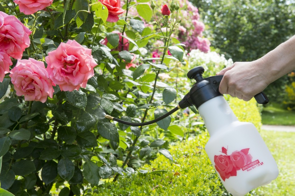 Pflanzenkrankheiten vorbeugen, Mehltau erkennen, Rost bei Rosen