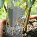 Anfangs die Flasche mehrmals nachfüllen, weil das Wasser auslaufen wird. Später läuft es nur noch nach, wenn die Erde austrocknet.