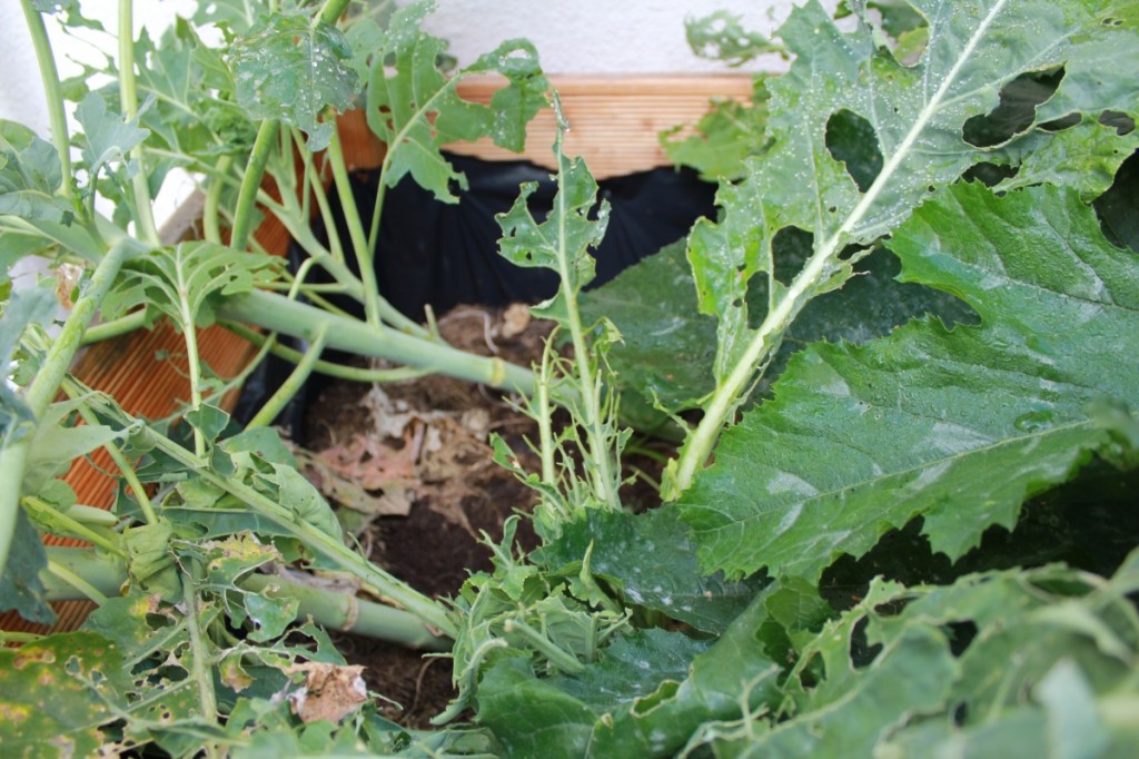 Kohlweißling, Raupe, Kohlweißling bekämpfen, Kohlrabi, Kohl, Fraßschaden