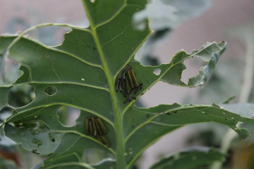 Kohlweißling, Raupe, Kohlweißling bekämpfen, Kohlrabi, Kohl