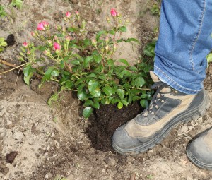 Rose pflanzen, Containerrose