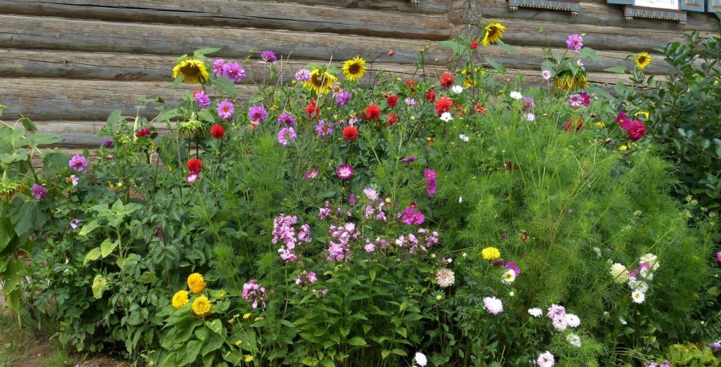 Kornblume, Ringelblume, Sonnenblume, Jungfer im Grünen, Blackbox gardening, selbstversamende Pflanzen