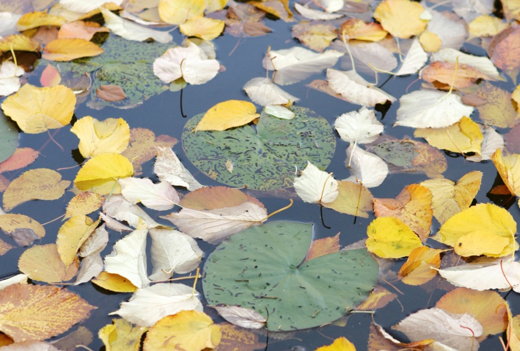 Laub hat auf dem Teich nichts zu suchen
