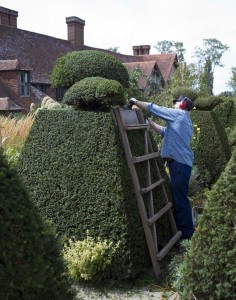 Hecke schneiden, Heckenschnitt, Tuja, Lebensbaum