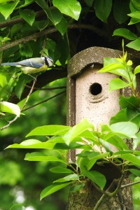 Nistkästen, Vögel