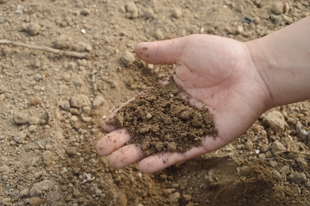 Gesunder Gartenboden, verdichteter Boden, Bodengesundheit