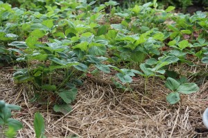 Stroh zwischen Erdbeeren