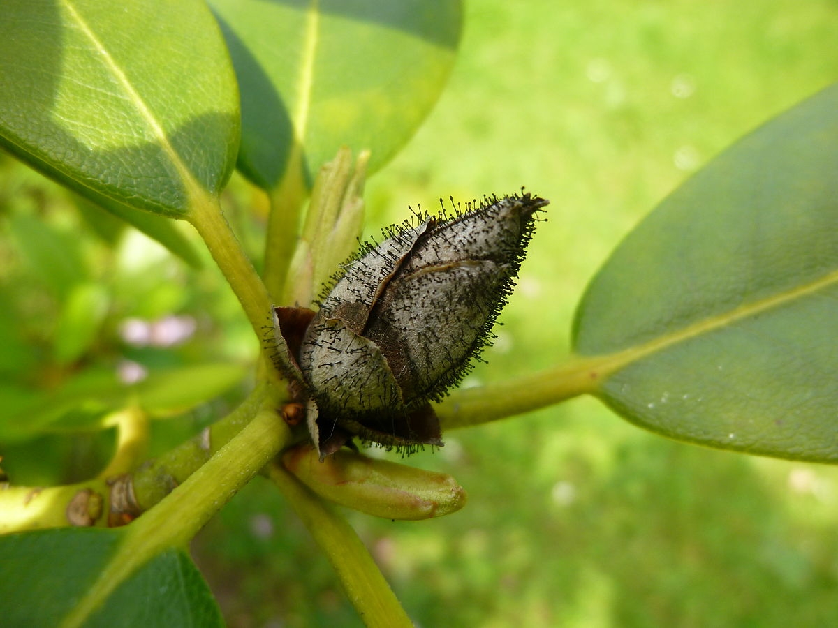 Knospensterben bei Rhododendren  Was tun? | Birchmeier Sprhtechnik AG