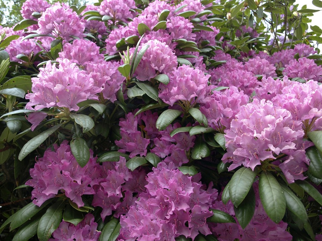 rhododendron-972356_pixaby_1280