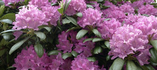 rhododendron-972356_pixaby_1280