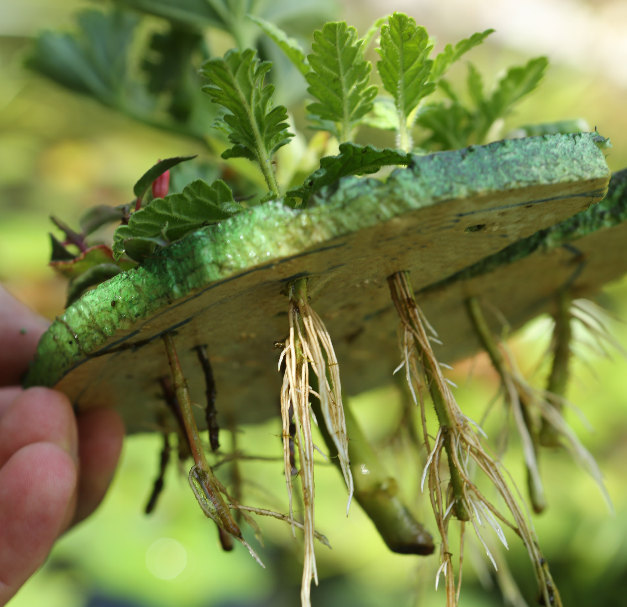Stecklinge – machen Sie mehr aus Ihren Lieblingspflanzen | Birchmeier