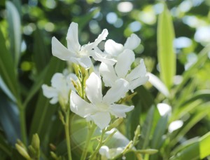 oleander