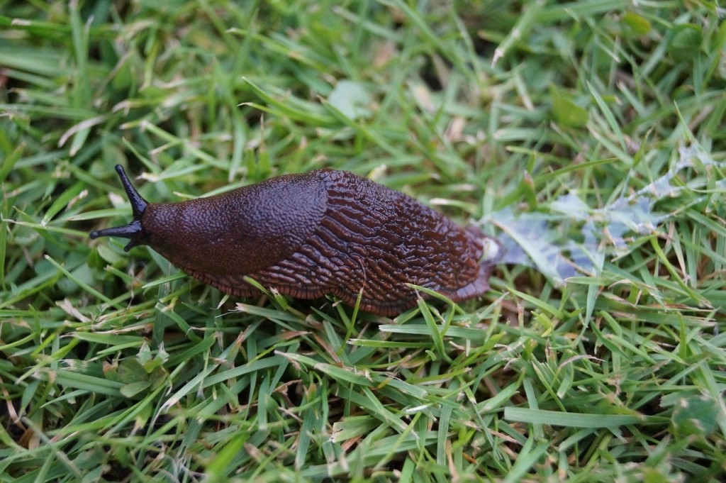 slug-1522987_1280