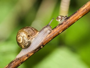 snail-2389635_1280