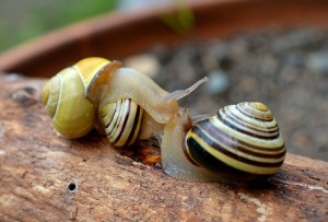 snail-501052_1280