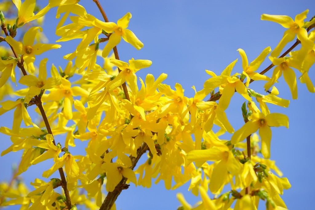 forsythia-324049_1280_pixaby