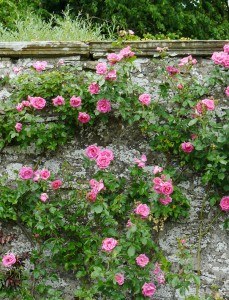 Kletterrosen sind für viele der Inbegriff für romantische Gärten. 