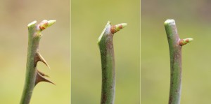 Rosentriebe schneidet man 5 mm über einem Auge ab (links). Bei zu tiefem Schnitt (Mitte) vertrocknet die Knospe und treibt nicht aus. Schneidet man zu hoch, produziert man „Huthaken“ – der verbleibende Stummel (rechts) oberhalb der Knospe vertrocknet.