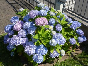 hydrangea-262762_1280_pixaby