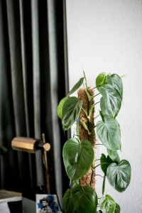 philodendron_TollwasBlumenmachen