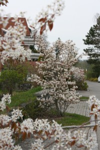 Amelanchier schöne Blüte