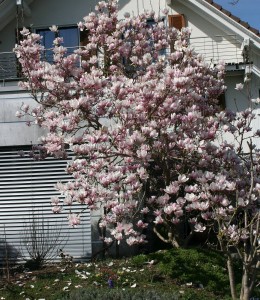 Magnolia Blüte_1600