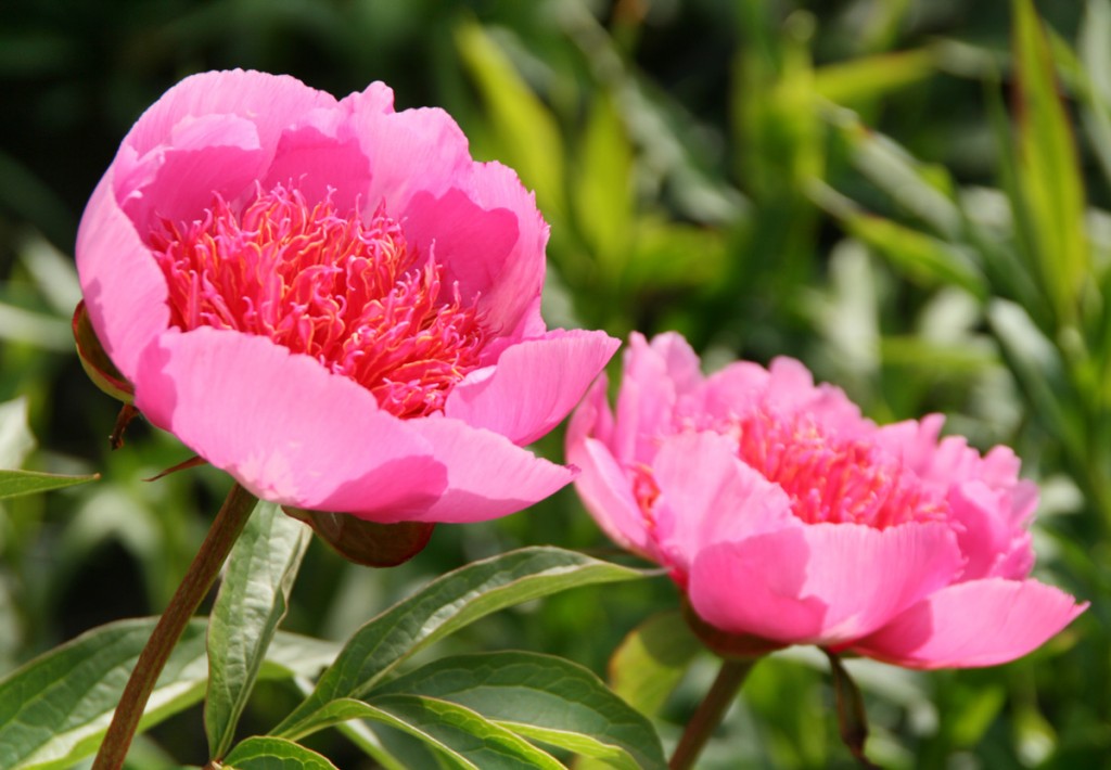 : Die Staudenpfingstrose ‚Raspberry Rose’