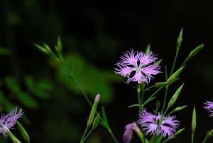 800px-Dianthus_superbus_070708-(c)Pseudoanas