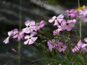 Dianthus_sylvestris_070707_(c)Bernd Haynold