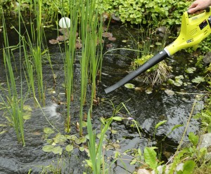 Wasserlinsen („Entengrütze“) wuchern. Zwischen eng stehenden Wasserpflanzen sind sie vor dem Kescher sicher, erobern von dort aber am Nu den ganzen Teich. Pusten Sie die Linsen einfach mit einem Laubpuster ins offene Wasser und fischen sie dort mit dem Kescher ab.