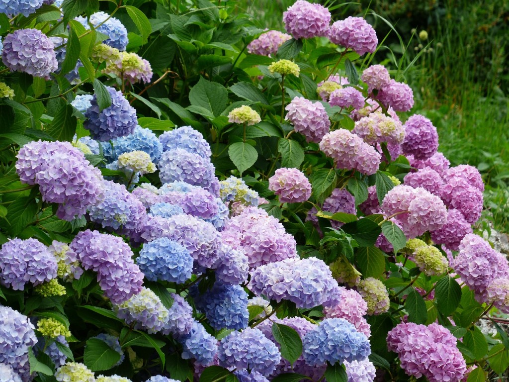 hydrangeas-177317_1280_pixaby