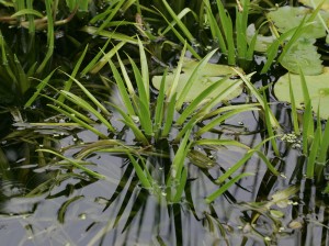 Krebsscheren holen sich Nährstoffe direkt aus dem Wasser und schnappen sie damit den Algen weg.