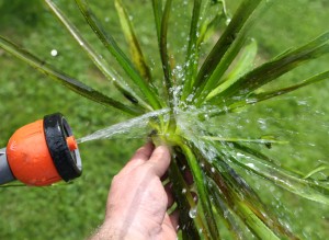 Ob aus dem Fachhandel oder von Nachbarn und Freunden: Kontrollieren Sie neue Pflanzen für Ihren Teich vor dem Einsetzen auf Schädlinge, vor allem aber auch anhaftende Wasserlinsen („Entengrütze“). Die breiten sich sonst ungehemmt aus.